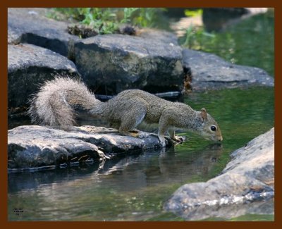 gray-squirrel 7-5-08 4d604b.JPG