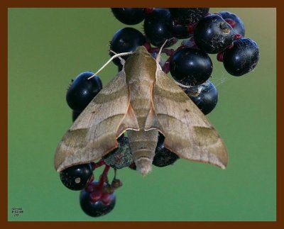 moth-virginia creeper sphinx 9-1-08 4d585b.JPG