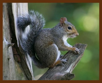 gray-squirrel 9-22-08 4d620b.JPG