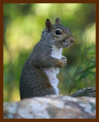 gray-squirrel 9-20-08 4d487b.JPG