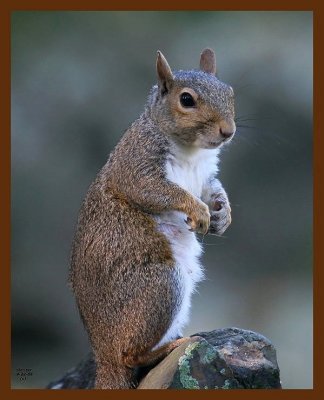 gray-squirrel 9-22-08 4d609b.JPG