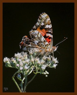 butterfly- 9-28-08 4d050b.JPG