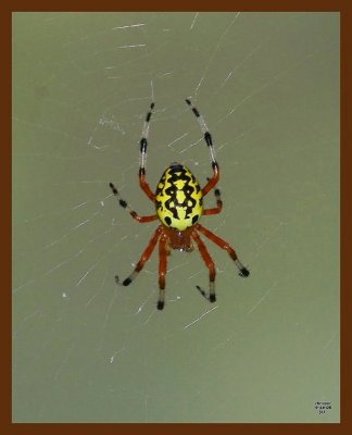 spider 9-14-08 4d182b.JPG