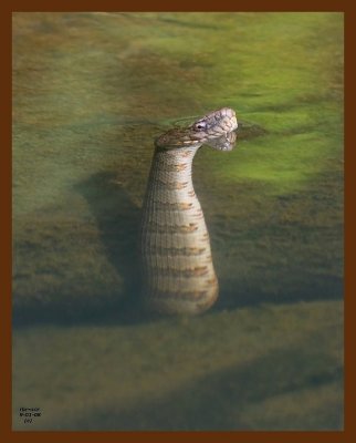 watersnake-northern 9-1-08 4d671b.JPG