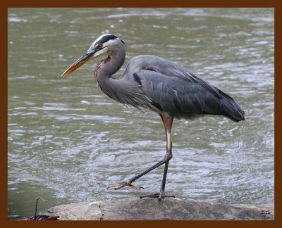 heron-great blue 10-16-08 4d924b.JPG