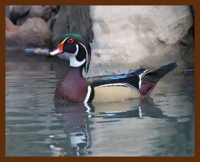 wood-duck 10-21-08 4d671b.JPG