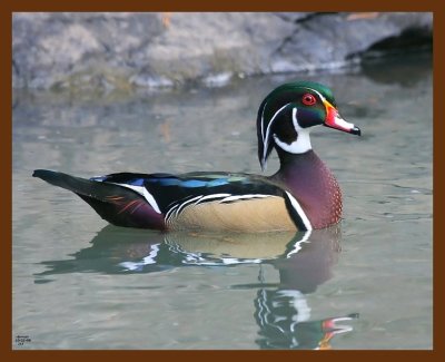 wood-duck 10-21-08 4d669b.JPG