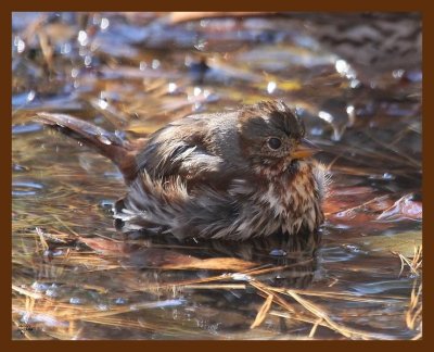 sparrow-fox 11-13-08 4d134b.JPG