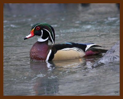 wood-duck 11-15-08 4d767b.JPG