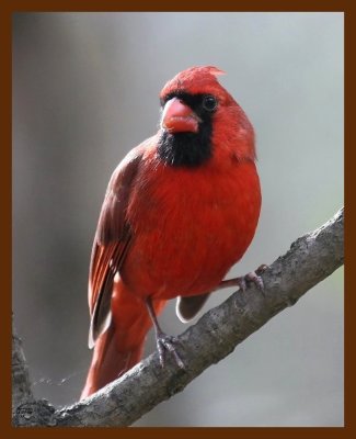 cardinal 11-27-08 4d153b.JPG