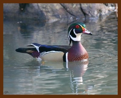 wood-duck 11-26-08 4d893b.JPG