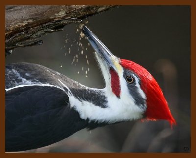 pileated woodpecker 12-19-08 4d283b.JPG
