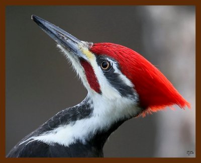 pileated woodpecker 12-19-08 4d264b.JPG