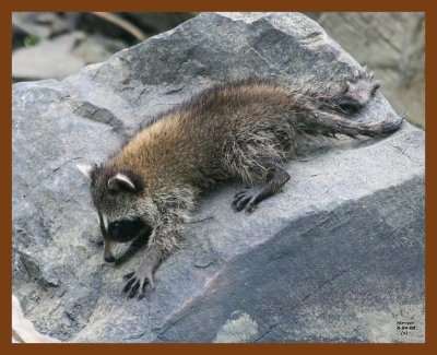 raccoon-young 6-4-08 4d020b.JPG