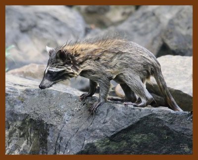 raccoon-young 6-4-08 4d090b.JPG