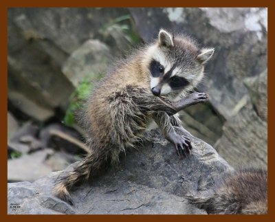 raccoon-young 6-4-08 4d029b.JPG