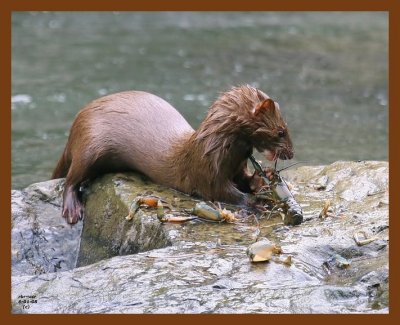 mink 6-1-08 4d508b.JPG
