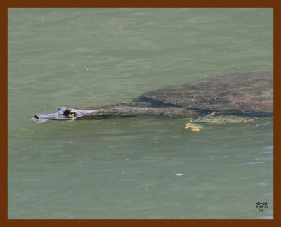 turtle-softshell 6-3-08 4d881b.JPG