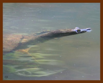 turtle-softshell 6-3-08 4d889b.JPG