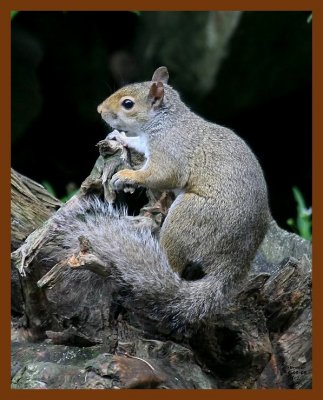 gray-squirrel 6-9-08 4d725b.JPG