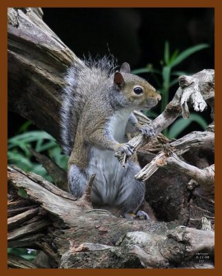 gray-squirrel 6-11-08 4d419b.JPG