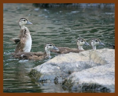 wood-ducks-young 6-8-08 4d511b.JPG