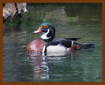wood-duck 6-9-08 4d744b.JPG