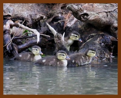 wood-ducks-young 6-11-08 4d437b.JPG