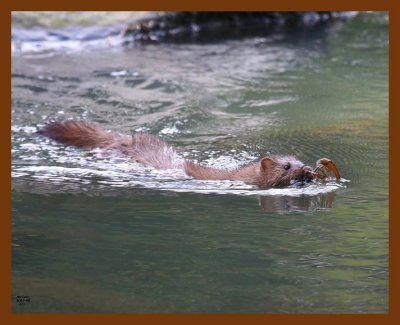 mink 6-1-08 4d369b.JPG
