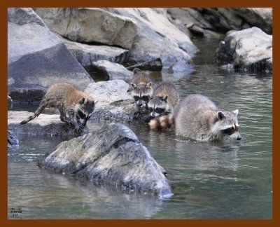 raccoon-young 6-4-08 4d114b.JPG