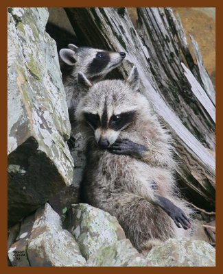 raccoon-young 6-13-08 4d968b.JPG