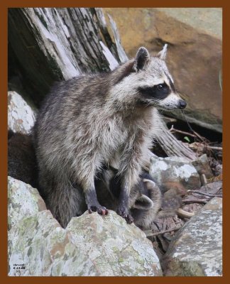 raccoon-young 6-13-08 4d978b.JPG