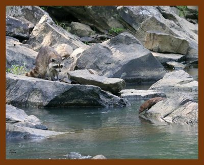 raccoon-mink 6-1-08 4d373b.JPG