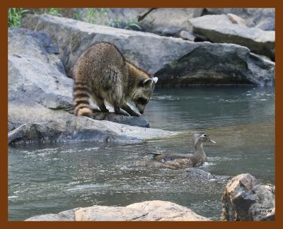 raccoon-wood-duck 6-1-08 4d289b.JPG