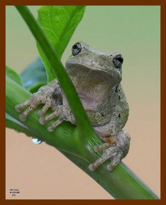 gray treefrog 6-10-08 4d141b.JPG