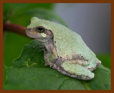 gray treefrog 6-16-08 4d259b.JPG