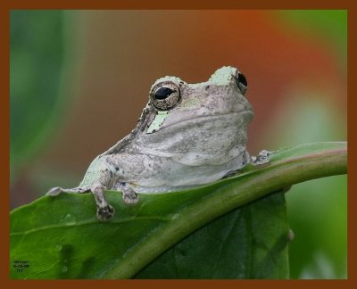 gray treefrog 6-16-08 4d237b.JPG