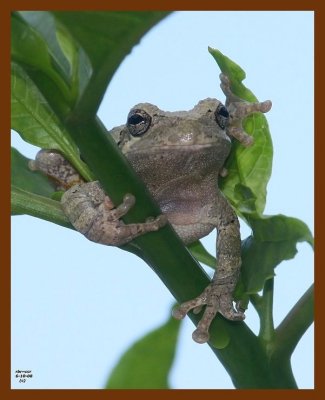 gray treefrog 6-10-08 4d143b.JPG