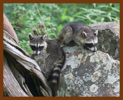 raccoon-young 6-19-08 4d960b.JPG