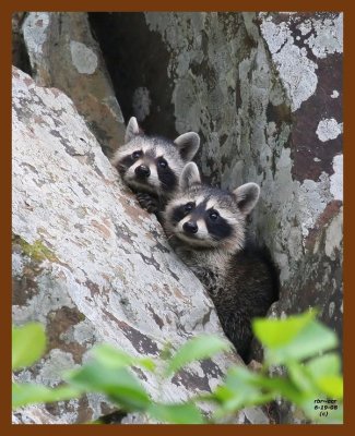 raccoon-young 6-19-08 4d927b.JPG