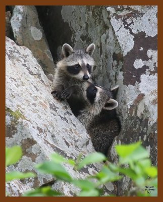 raccoon-young 6-19-08 4d932b.JPG