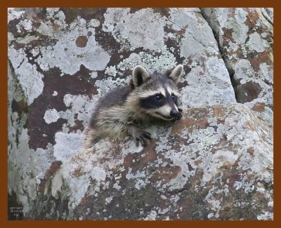 raccoon-young 6-19-08 4d901b.JPG