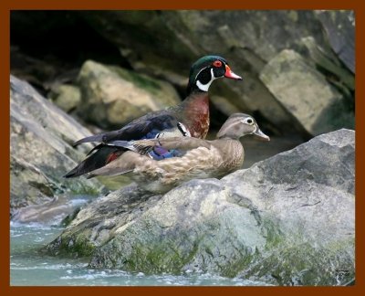 wood-ducks 6-17-08 4d597b.JPG