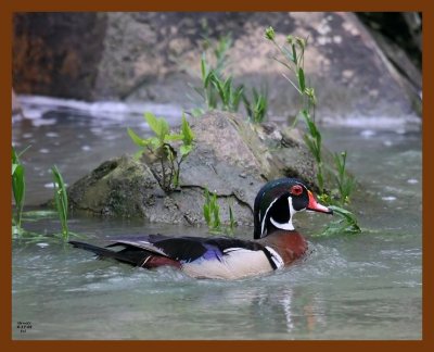 wood-duck 6-17-08 4d617b.JPG