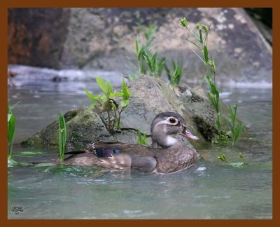 wood-duck 6-17-08 4d616b.JPG