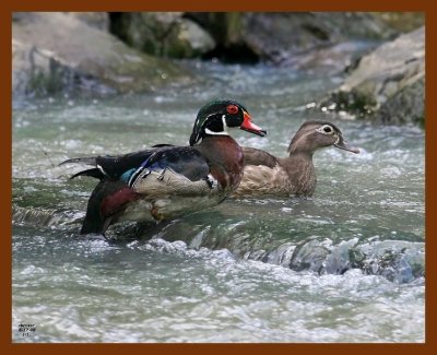 wood-ducks 6-17-08 4d353b.JPG