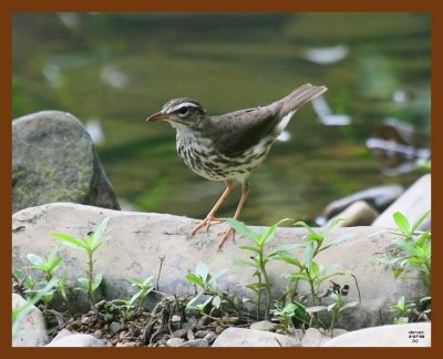louisiana waterthrush 6-7-08 4d137b.JPG