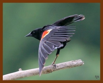 red-wing blackbird 6-16-08 4d211b.JPG