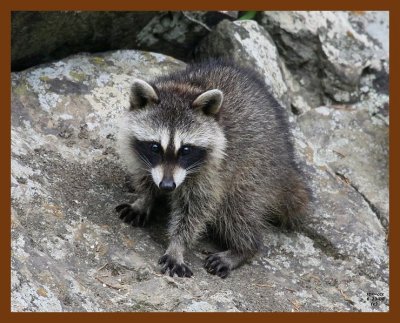 raccoon-young 6-23-08 4d879b.JPG