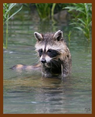 raccoon-young 6-23-08 4d895b.JPG